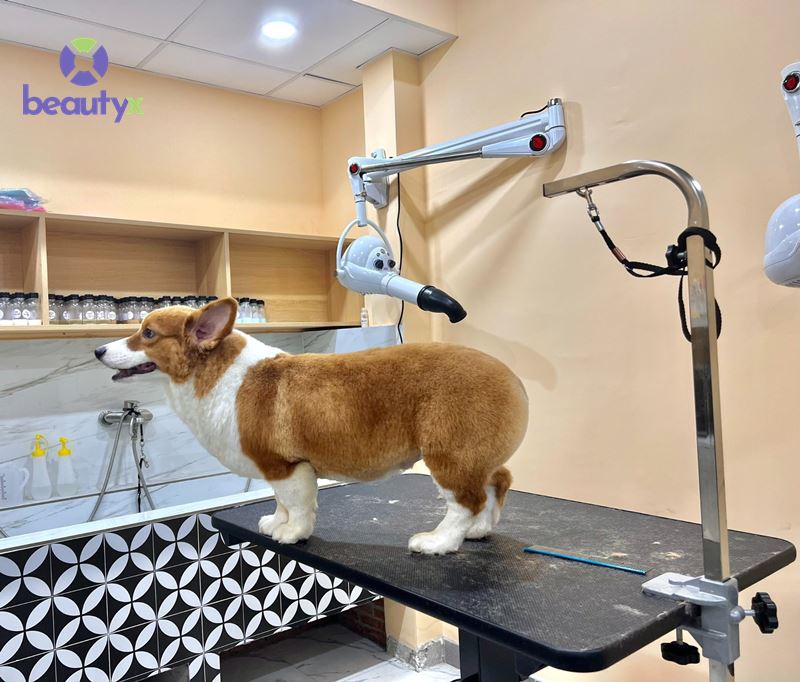 PUPPY PAWS PET SHOP
